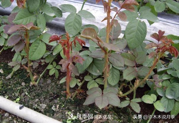 月季打頂是什么意思？教你正確打頂，苗更壯長更快花更多(圖8)