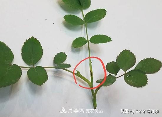 月季打頂是什么意思？教你正確打頂，苗更壯長更快花更多(圖7)