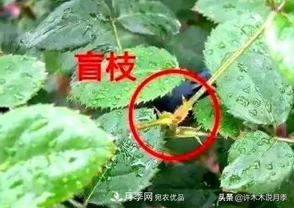 月季打頂是什么意思？教你正確打頂，苗更壯長更快花更多(圖6)
