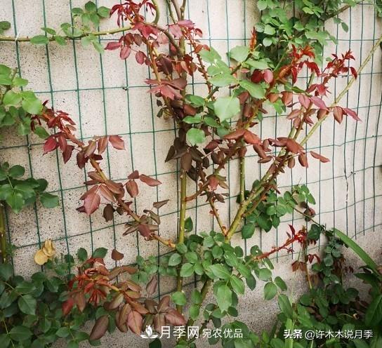 月季打頂是什么意思？教你正確打頂，苗更壯長更快花更多(圖9)