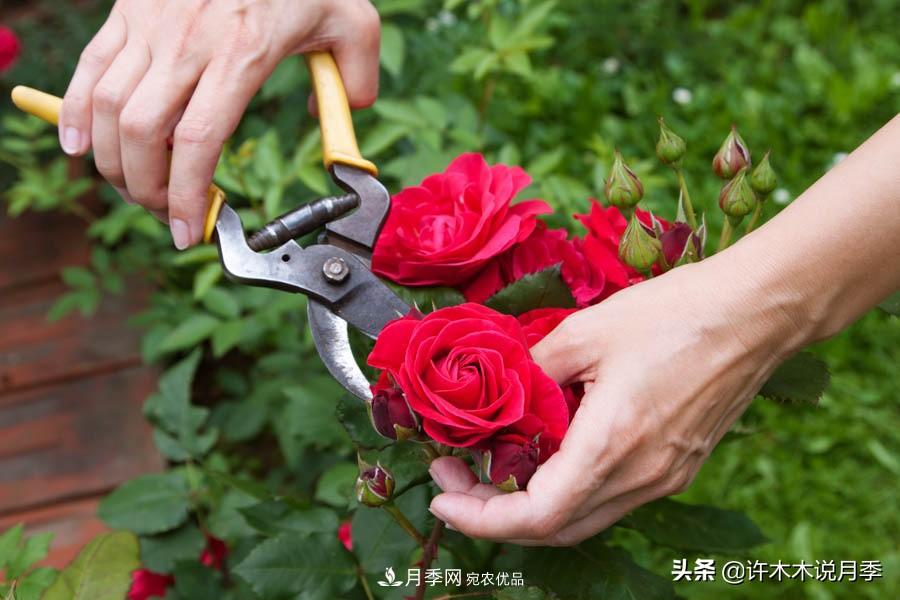 月季打頂是什么意思？教你正確打頂，苗更壯長更快花更多(圖10)