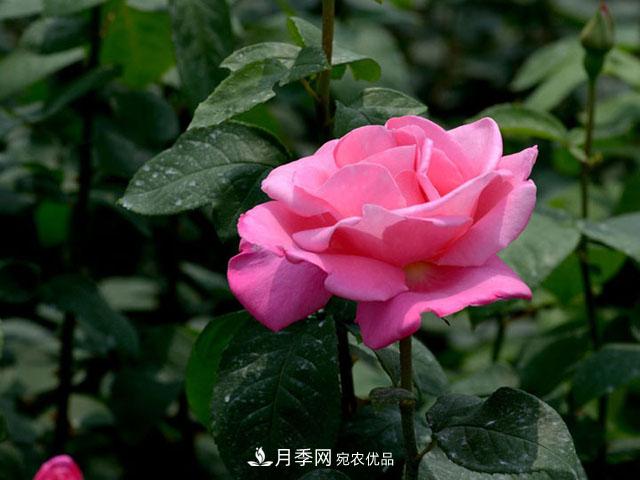 養(yǎng)月季，做好“4點(diǎn)”，月季花呼呼開，又多又大(圖1)