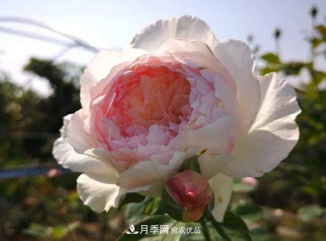 月季入秋修剪正當(dāng)時(shí)，2種株型3種剪法，月季秋剪不犯難！(圖1)