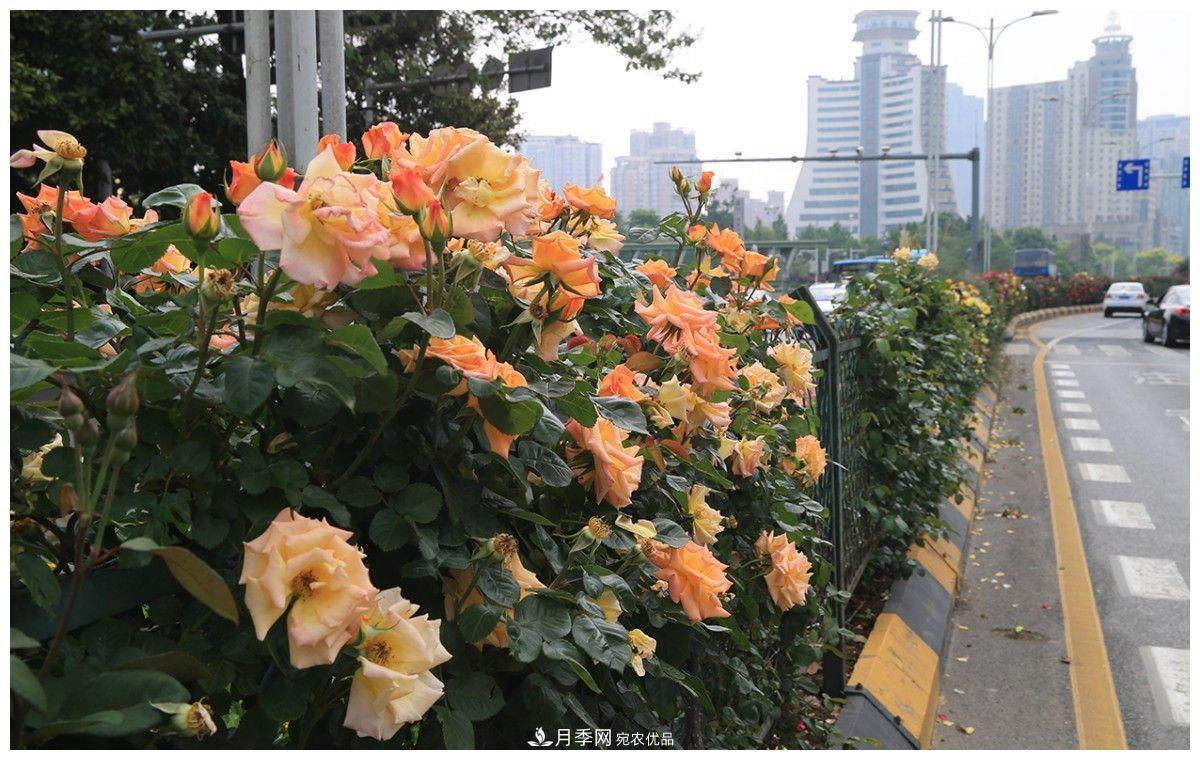 誰說月光族就不配養(yǎng)花？這20種月季花月薪3000也能養(yǎng)(圖1)
