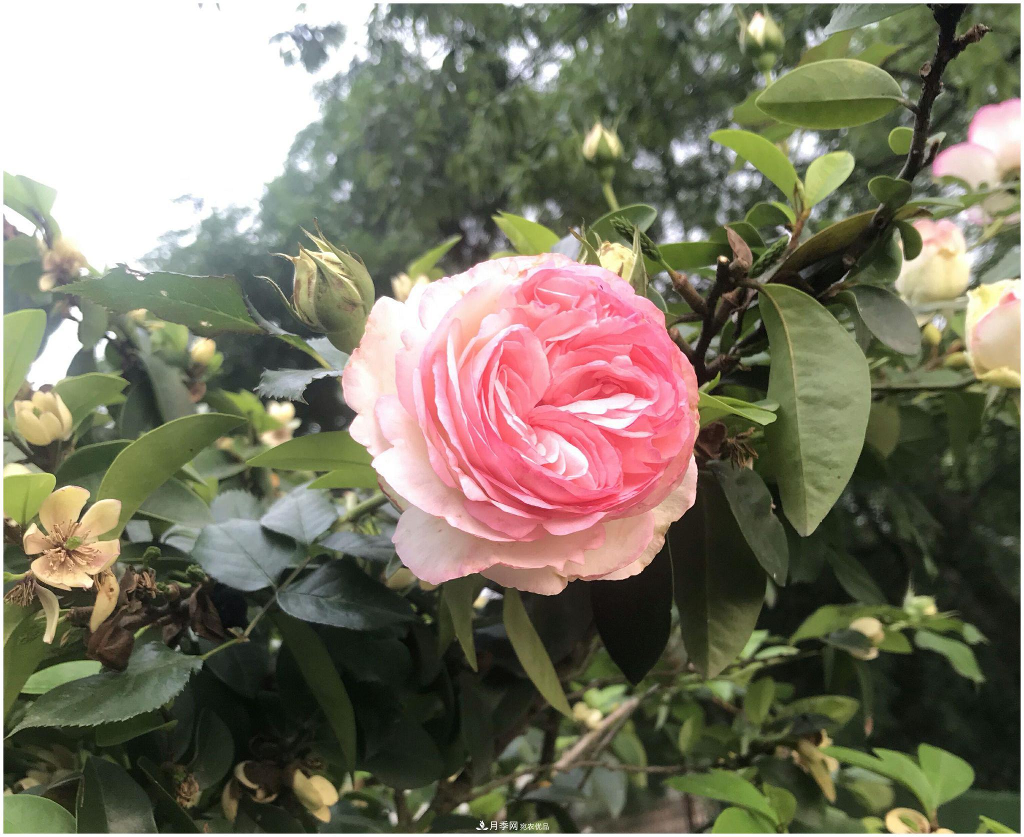 誰說月光族就不配養(yǎng)花？這20種月季花月薪3000也能養(yǎng)(圖2)