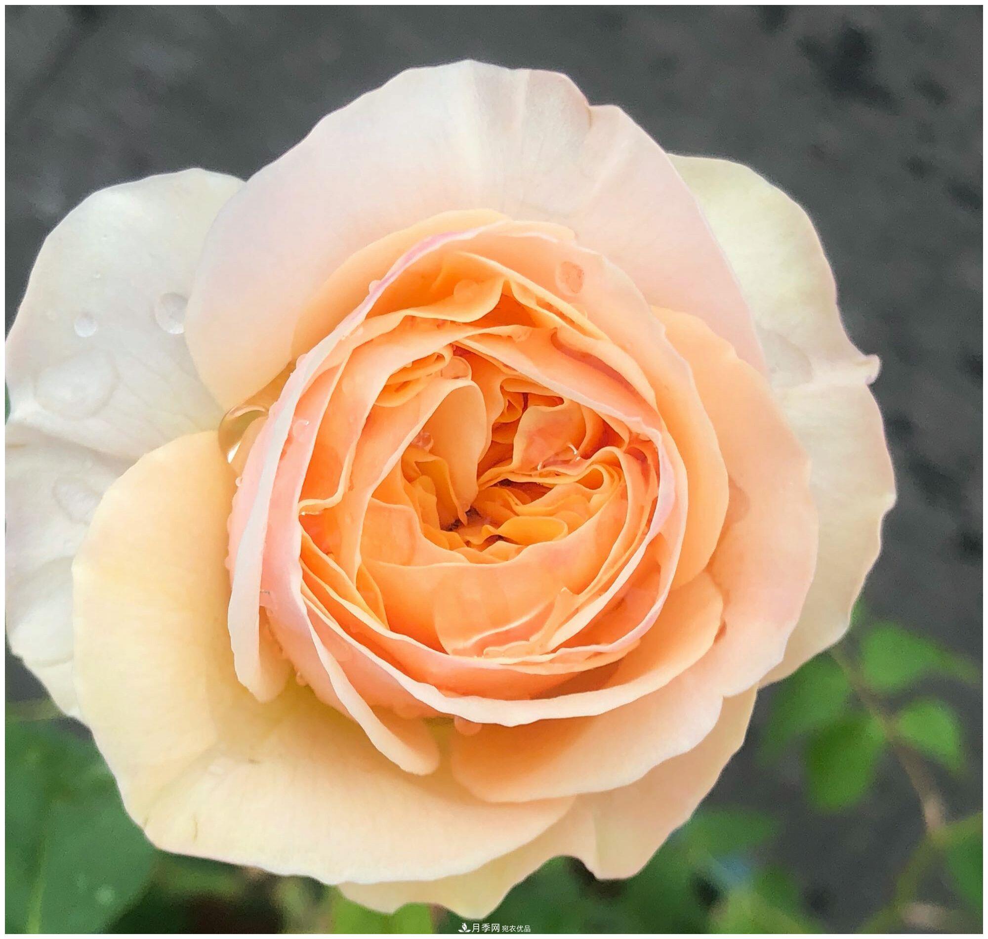 誰說月光族就不配養(yǎng)花？這20種月季花月薪3000也能養(yǎng)(圖5)