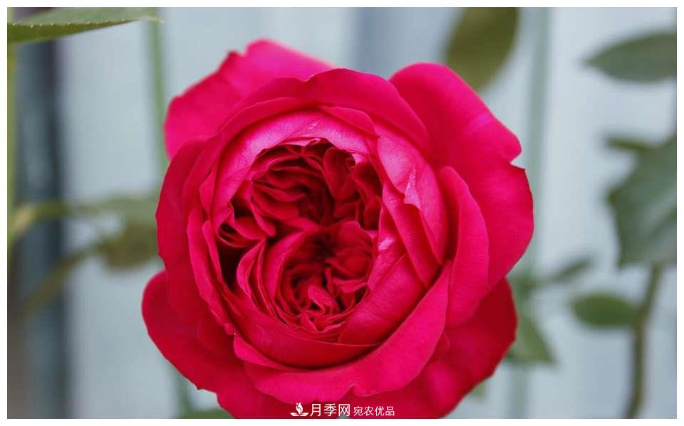 誰說月光族就不配養(yǎng)花？這20種月季花月薪3000也能養(yǎng)(圖8)
