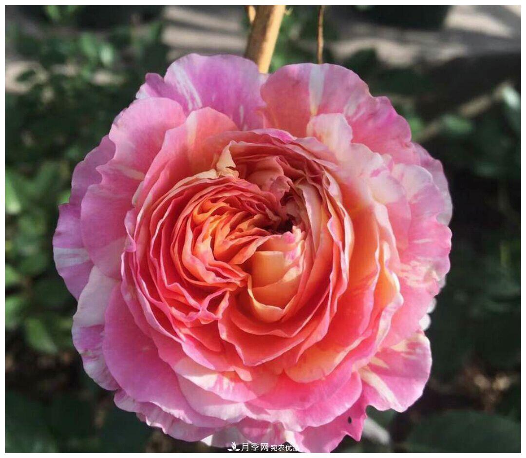 誰說月光族就不配養(yǎng)花？這20種月季花月薪3000也能養(yǎng)(圖7)