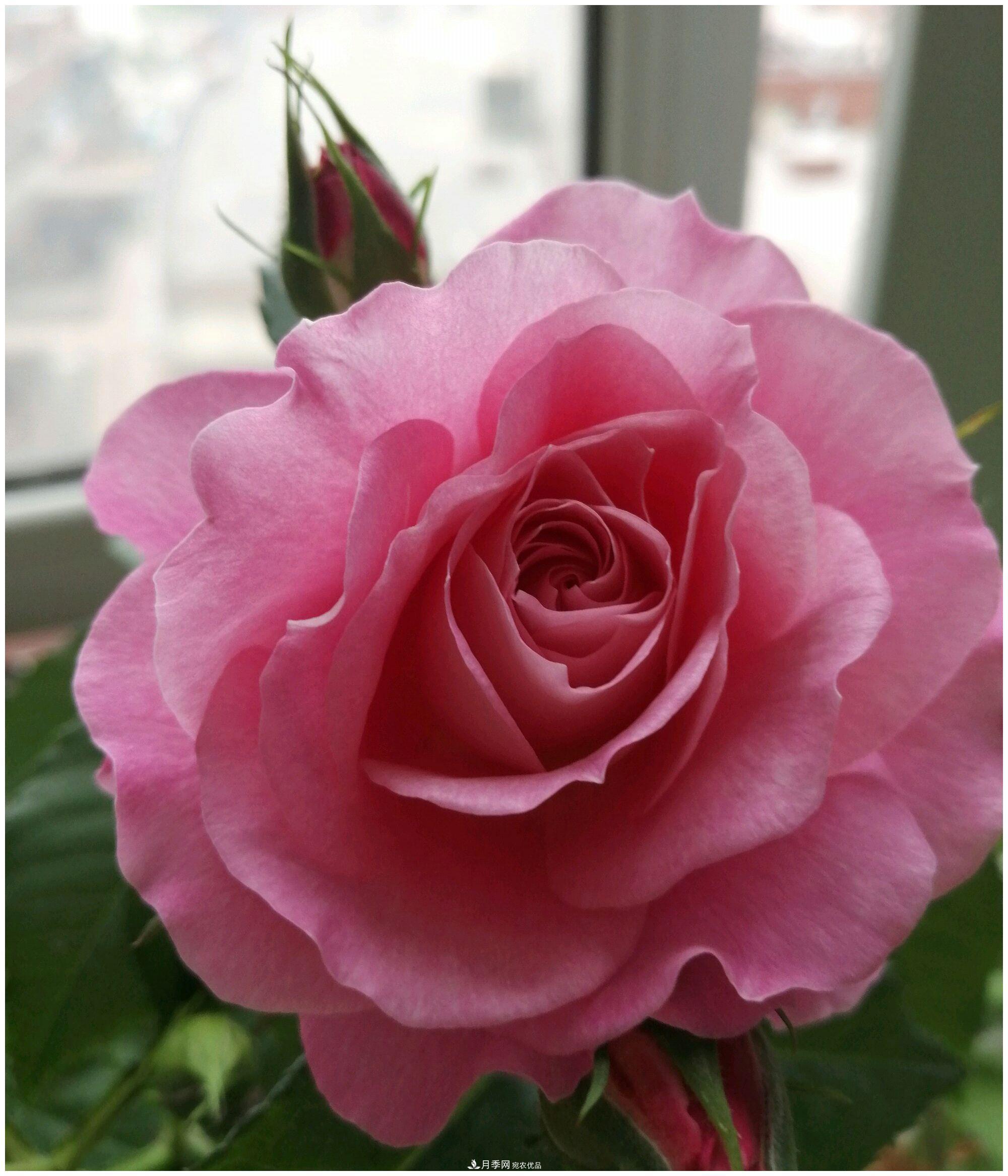 誰說月光族就不配養(yǎng)花？這20種月季花月薪3000也能養(yǎng)(圖9)