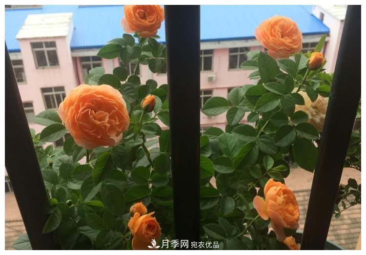 誰說月光族就不配養(yǎng)花？這20種月季花月薪3000也能養(yǎng)(圖12)