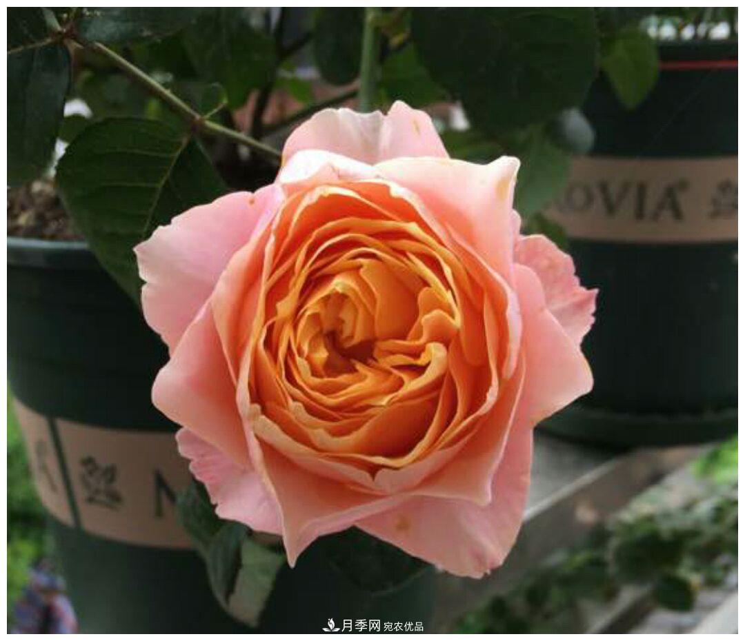 誰說月光族就不配養(yǎng)花？這20種月季花月薪3000也能養(yǎng)(圖13)
