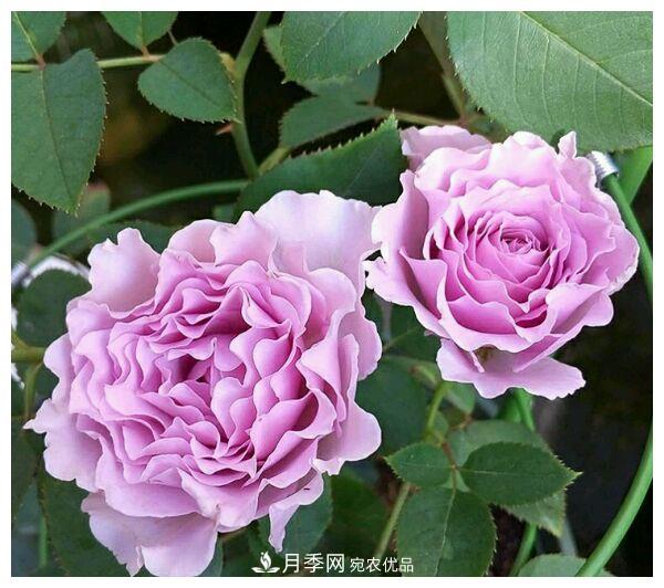 誰說月光族就不配養(yǎng)花？這20種月季花月薪3000也能養(yǎng)(圖11)