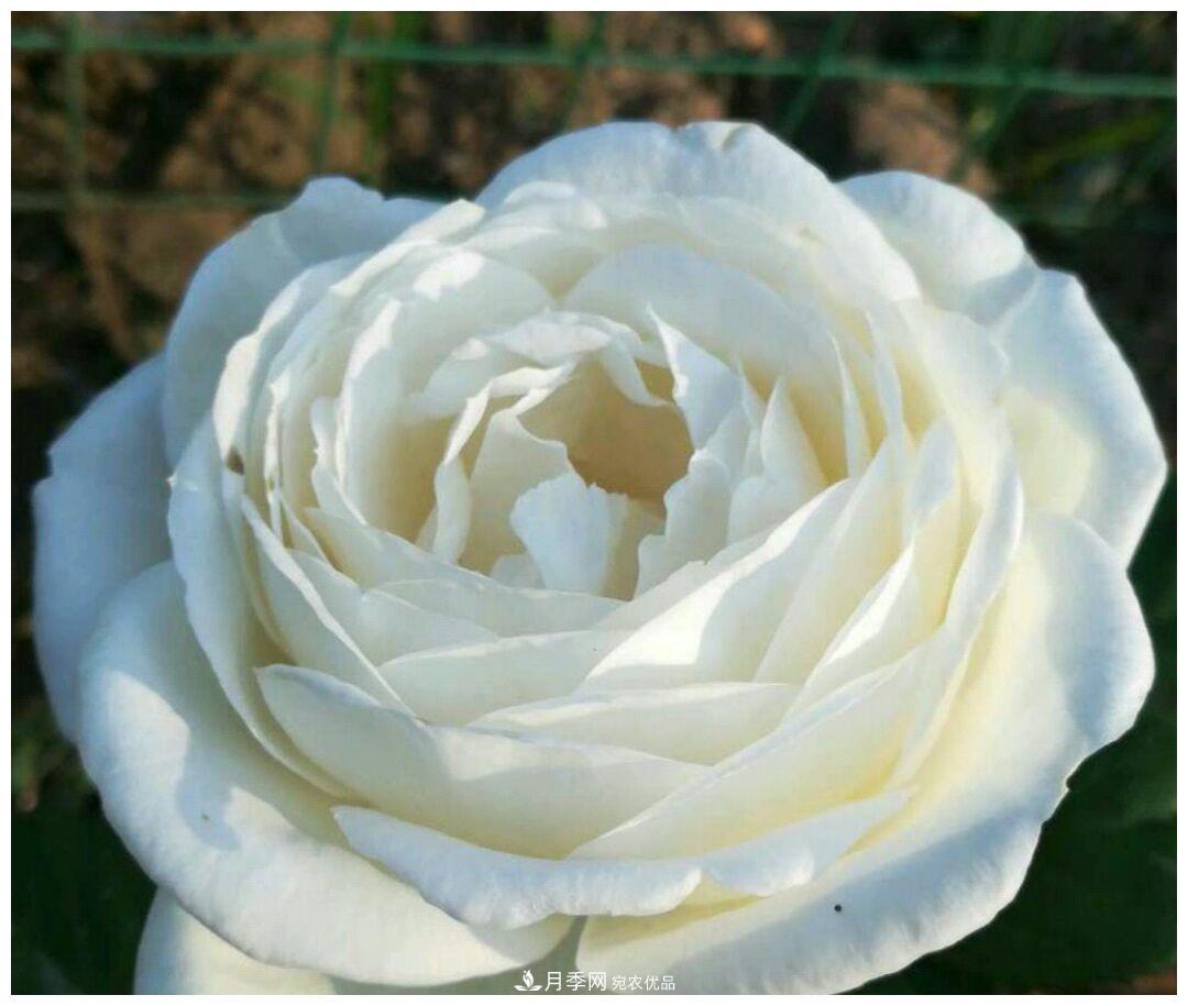 誰說月光族就不配養(yǎng)花？這20種月季花月薪3000也能養(yǎng)(圖17)