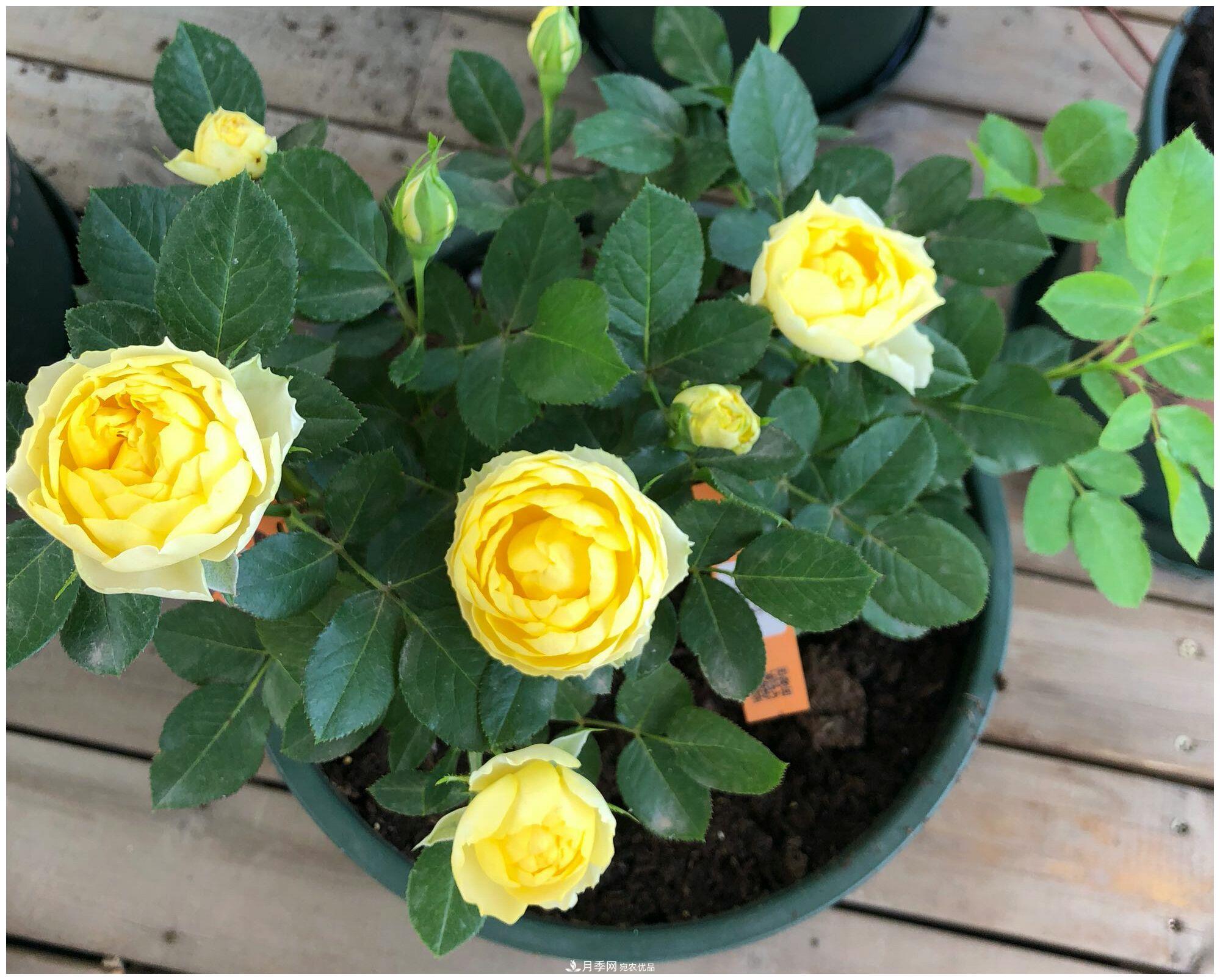 誰說月光族就不配養(yǎng)花？這20種月季花月薪3000也能養(yǎng)(圖14)