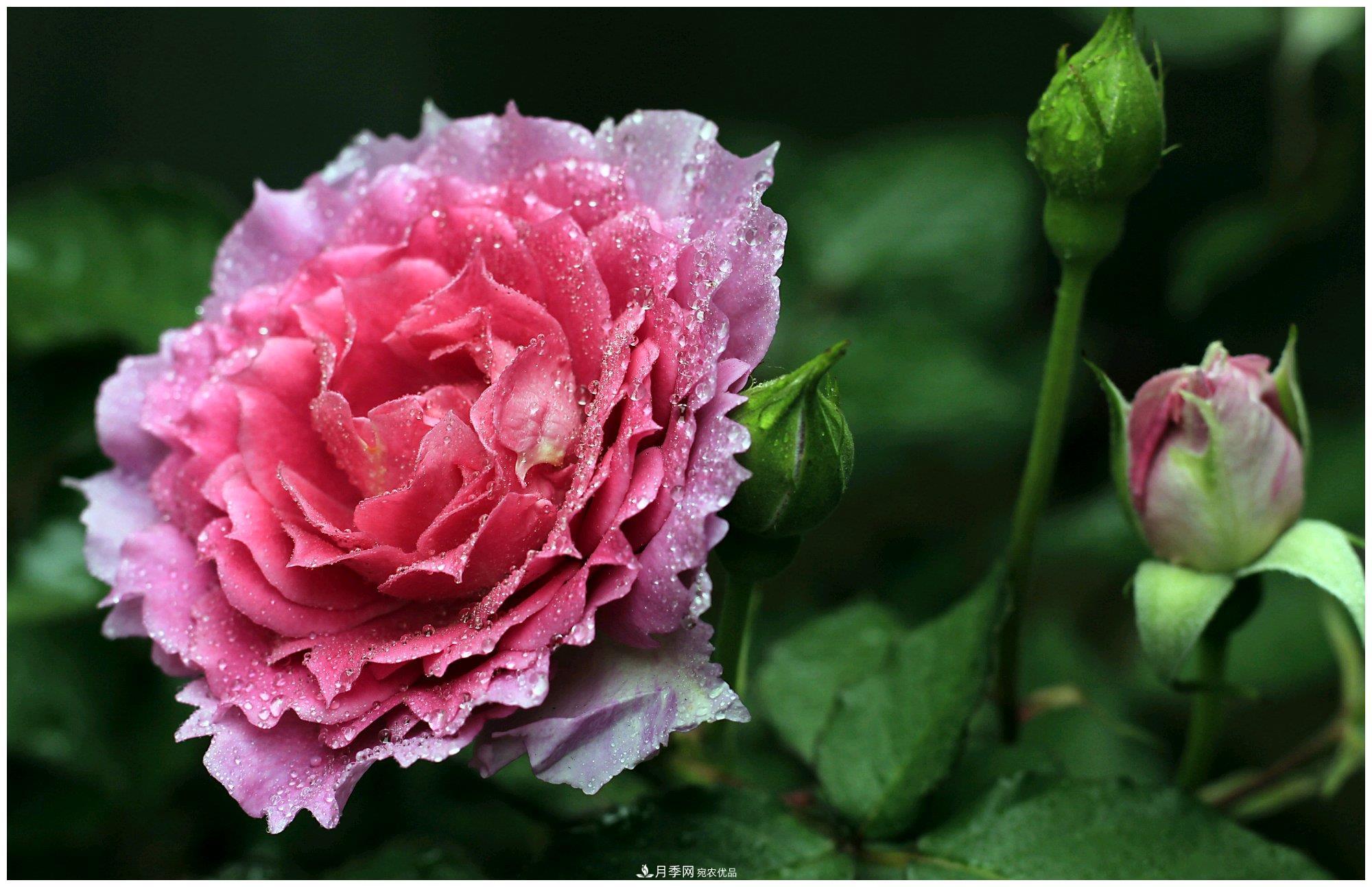 誰說月光族就不配養(yǎng)花？這20種月季花月薪3000也能養(yǎng)(圖18)