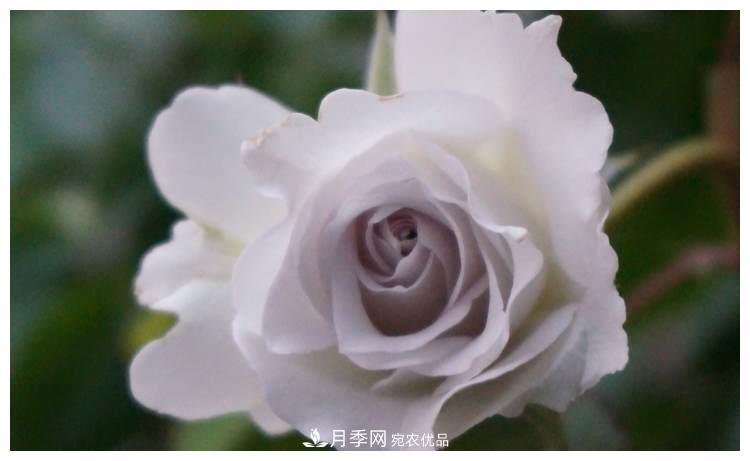 誰說月光族就不配養(yǎng)花？這20種月季花月薪3000也能養(yǎng)(圖16)