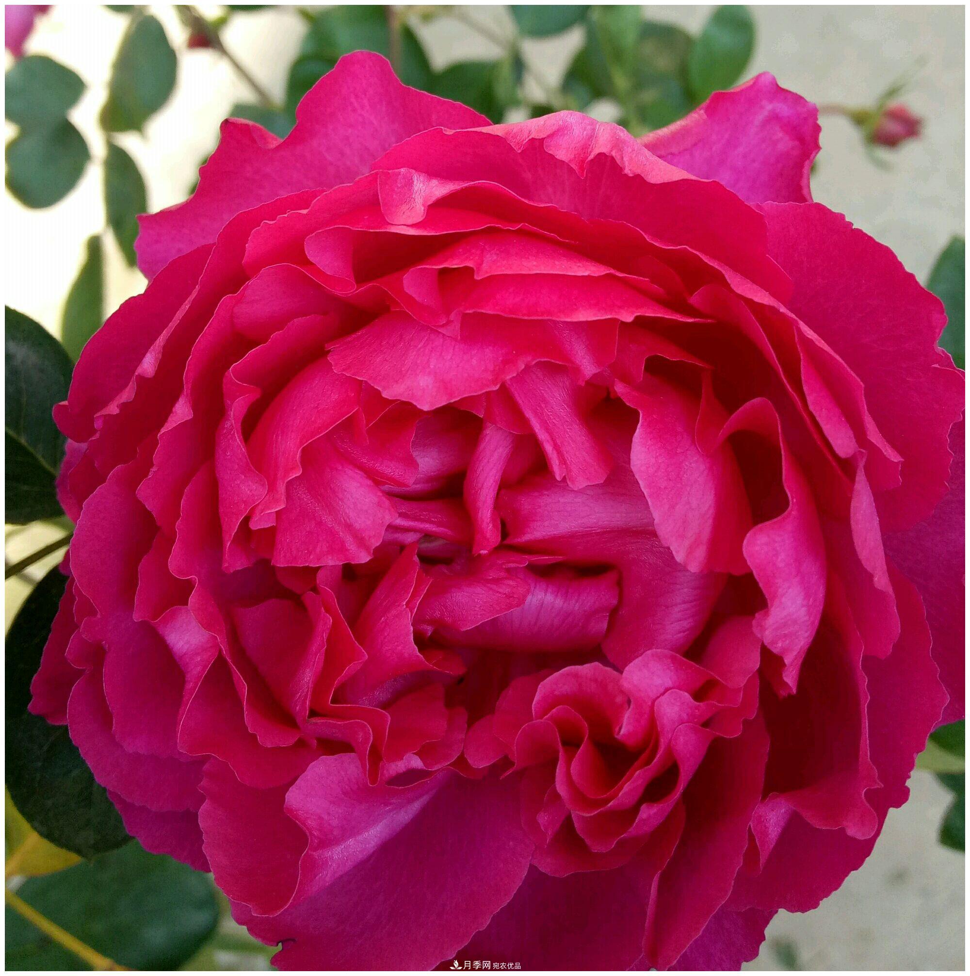 誰說月光族就不配養(yǎng)花？這20種月季花月薪3000也能養(yǎng)(圖19)