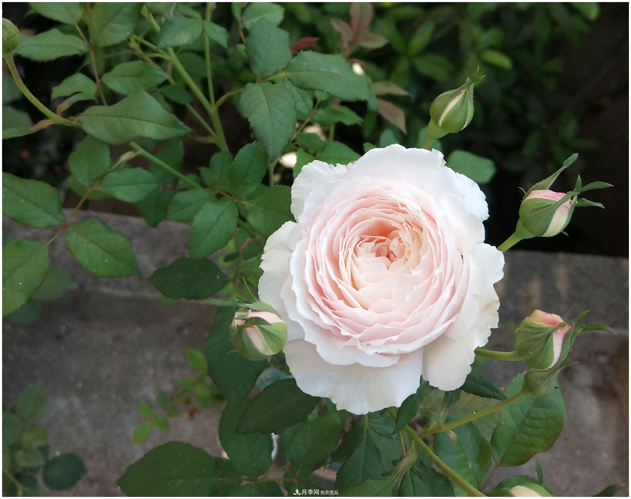 誰說月光族就不配養(yǎng)花？這20種月季花月薪3000也能養(yǎng)(圖20)