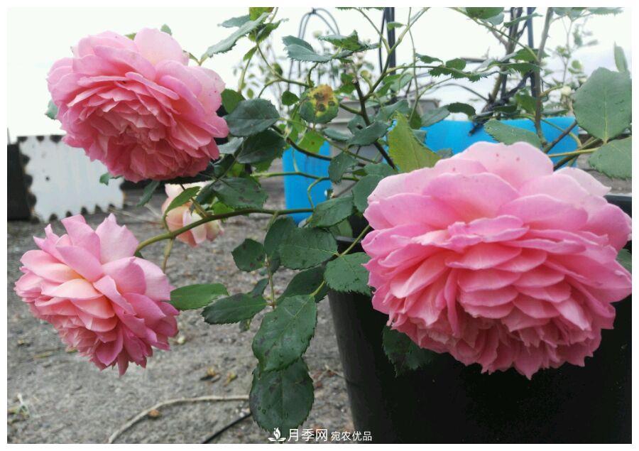 誰說月光族就不配養(yǎng)花？這20種月季花月薪3000也能養(yǎng)(圖24)