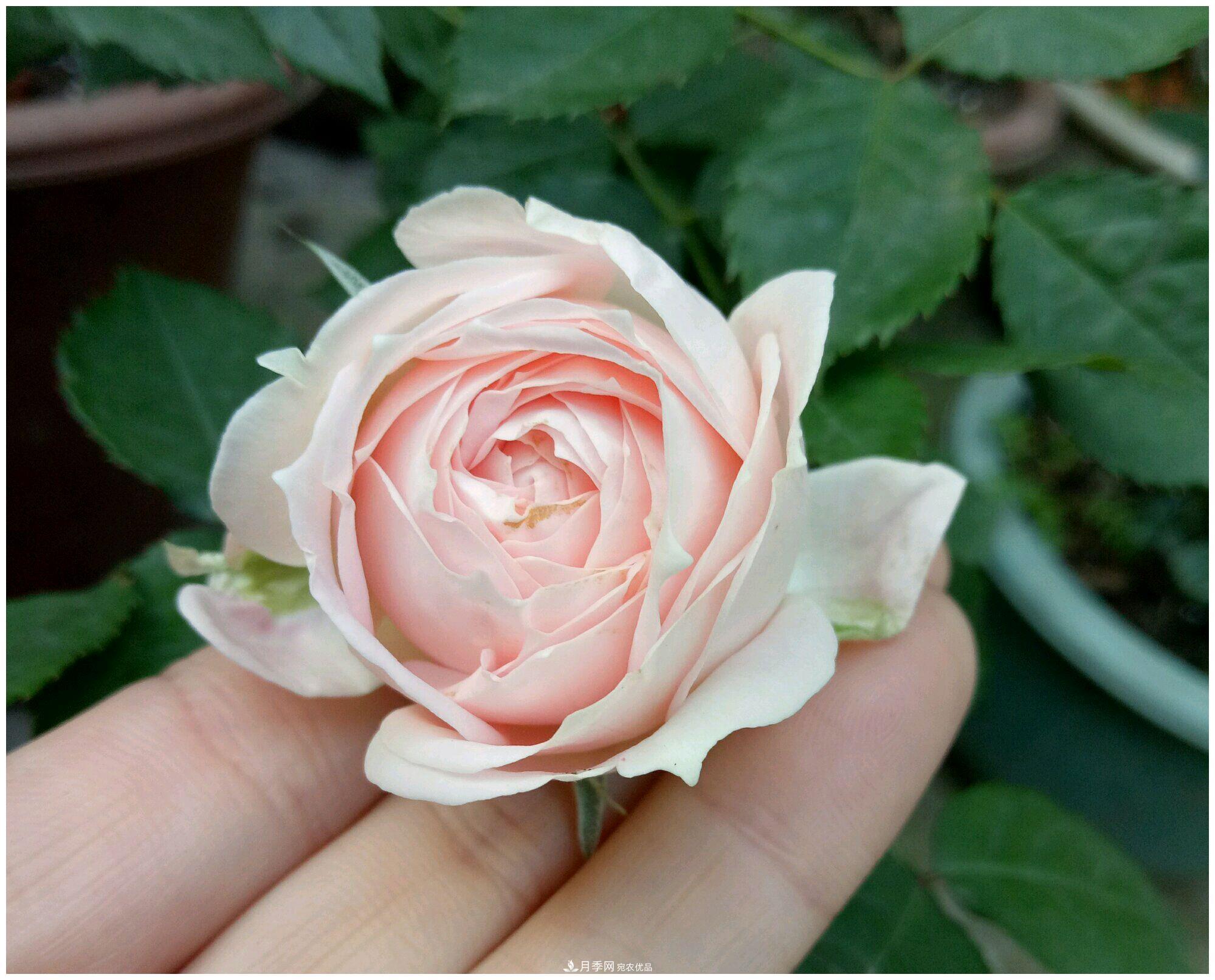 誰說月光族就不配養(yǎng)花？這20種月季花月薪3000也能養(yǎng)(圖23)