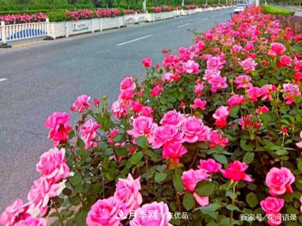 安徽銅陵公路旁種滿“高級(jí)月季”，大家說(shuō)太漂亮，繞路也要去看花(圖1)
