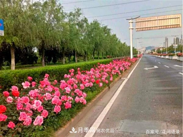 安徽銅陵公路旁種滿“高級(jí)月季”，大家說(shuō)太漂亮，繞路也要去看花(圖5)
