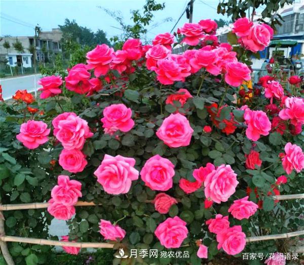 安徽銅陵公路旁種滿“高級(jí)月季”，大家說(shuō)太漂亮，繞路也要去看花(圖3)