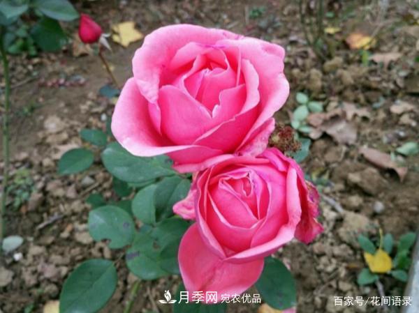 安徽銅陵公路旁種滿“高級(jí)月季”，大家說(shuō)太漂亮，繞路也要去看花(圖4)