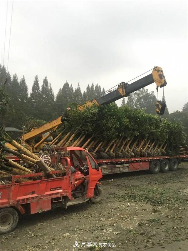 先抑后揚，上半年四川溫江的花木賣了12億(圖1)