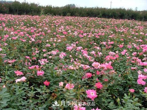 影響南陽豐花月季生長的因素有哪些？(圖1)