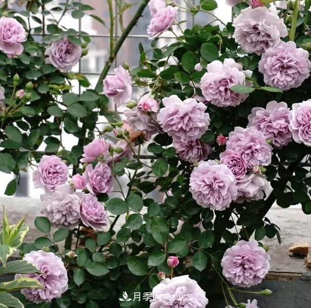 盆栽藤本月季花，該怎么延長花期、提高開花量？做到5點(diǎn)就夠了(圖1)