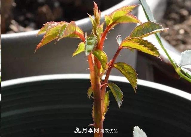 月季總黃葉？避開這“三個誤區(qū)”，15天憋出一圈筍芽，花開小半年(圖3)