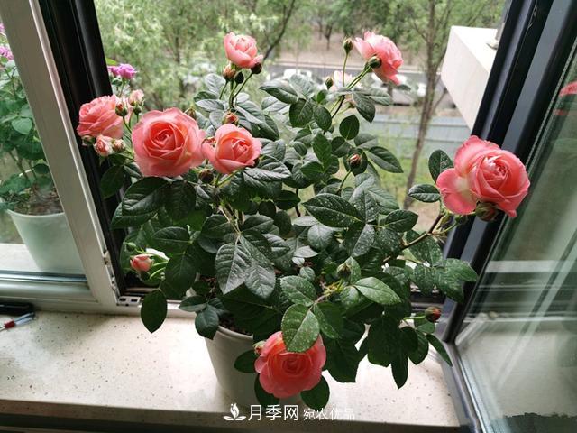 月季總黃葉？避開這“三個誤區(qū)”，15天憋出一圈筍芽，花開小半年(圖2)