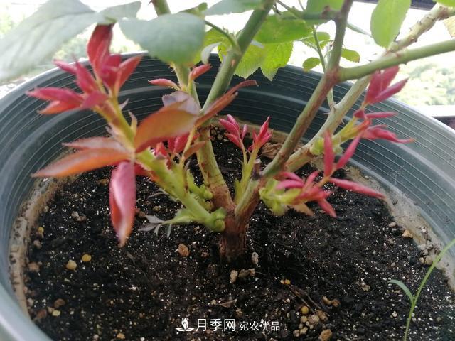 月季總黃葉？避開這“三個誤區(qū)”，15天憋出一圈筍芽，花開小半年(圖4)