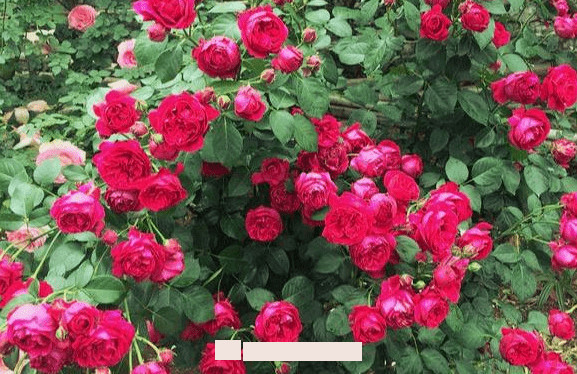 月季花愛(ài)長(zhǎng)個(gè)開(kāi)花多，養(yǎng)上2-3年就成“花墻”，值得擁有(圖3)