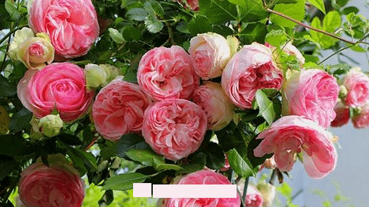 月季花愛(ài)長(zhǎng)個(gè)開(kāi)花多，養(yǎng)上2-3年就成“花墻”，值得擁有(圖1)