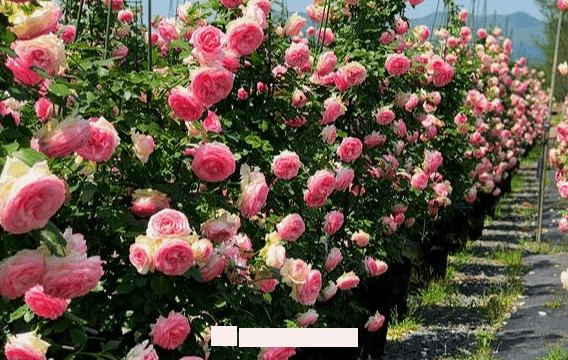 月季花愛(ài)長(zhǎng)個(gè)開(kāi)花多，養(yǎng)上2-3年就成“花墻”，值得擁有(圖2)