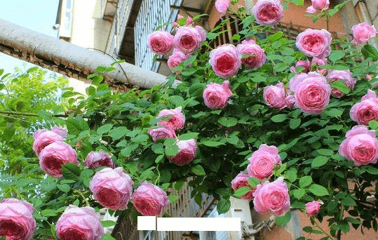 月季花愛(ài)長(zhǎng)個(gè)開(kāi)花多，養(yǎng)上2-3年就成“花墻”，值得擁有(圖6)