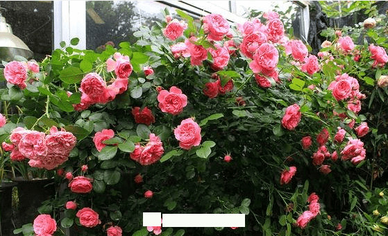 月季花愛(ài)長(zhǎng)個(gè)開(kāi)花多，養(yǎng)上2-3年就成“花墻”，值得擁有(圖5)