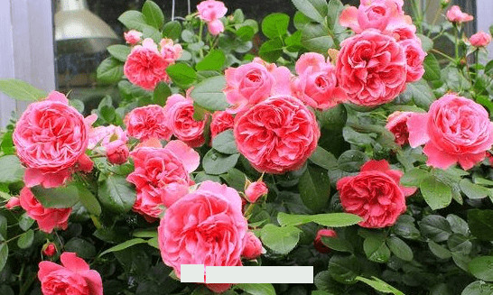 月季花愛(ài)長(zhǎng)個(gè)開(kāi)花多，養(yǎng)上2-3年就成“花墻”，值得擁有(圖4)