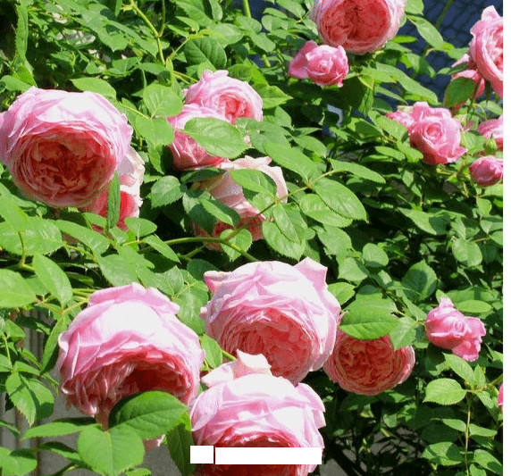 月季花愛(ài)長(zhǎng)個(gè)開(kāi)花多，養(yǎng)上2-3年就成“花墻”，值得擁有(圖8)
