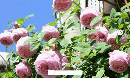 月季花愛(ài)長(zhǎng)個(gè)開(kāi)花多，養(yǎng)上2-3年就成“花墻”，值得擁有(圖7)