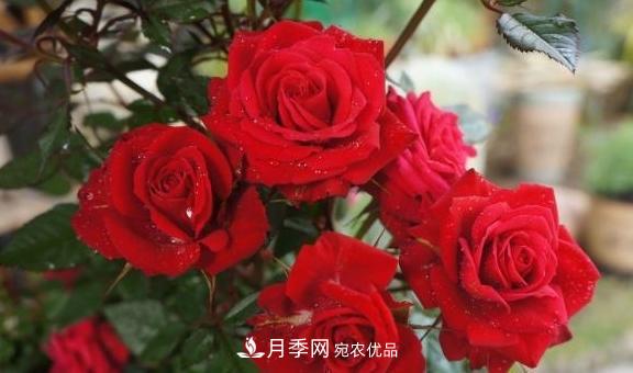 養(yǎng)月季，澆水很關(guān)鍵，學會這2個“竅門”，枝繁葉茂花滿枝(圖1)