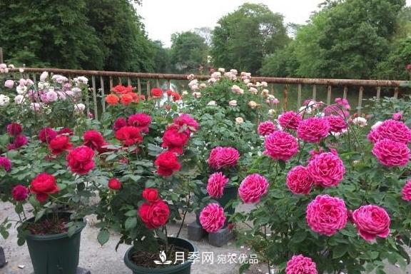 養(yǎng)月季，澆水很關(guān)鍵，學會這2個“竅門”，枝繁葉茂花滿枝(圖4)