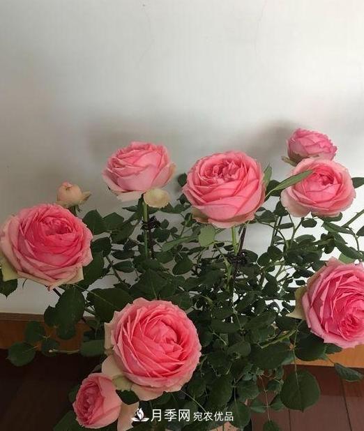 養(yǎng)月季，澆水很關(guān)鍵，學會這2個“竅門”，枝繁葉茂花滿枝(圖2)