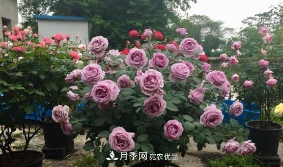 養(yǎng)月季，澆水很關(guān)鍵，學會這2個“竅門”，枝繁葉茂花滿枝(圖3)