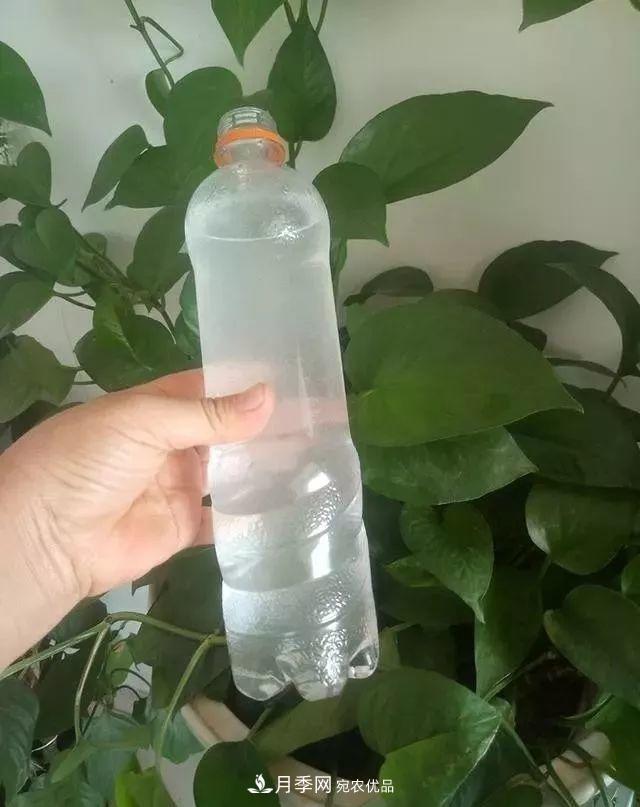 養(yǎng)月季花必備“3種肥”，每月花盆撒一點(圖3)