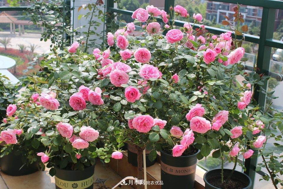 養(yǎng)月季花必備“3種肥”，每月花盆撒一點(圖1)