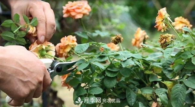 月季修剪有技巧，知道幾個(gè)養(yǎng)護(hù)小妙招，花謝了還能開好幾茬(圖1)