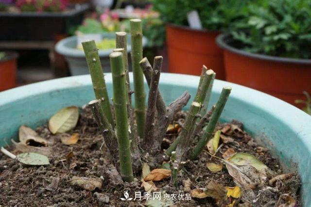 月季修剪有技巧，知道幾個(gè)養(yǎng)護(hù)小妙招，花謝了還能開好幾茬(圖3)